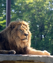 那須野生動物園門票