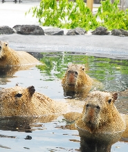 阿蘇農場樂園門票