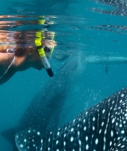 宿霧奧斯洛布鯨鯊同遊體驗