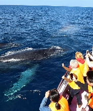 【那霸出發】沖繩賞鯨體驗