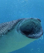 歐斯陸鯨鯊浮潛與巴迪恩峽谷溯溪水上探險