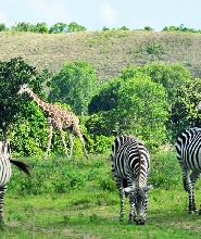 科隆島卡勞伊野生動物園及海灘之旅