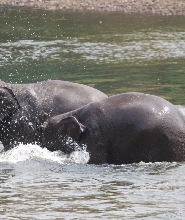 大象世界北碧府大象日間照護