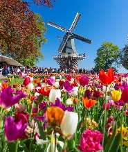 阿姆斯特丹出發|桑斯安斯風車村+庫肯霍夫一日遊