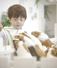 橫濱的“Anitouch Minatomirai”室內動物園門票