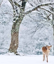 【大阪出發】奈良公園＆六甲山雪上樂園一日遊