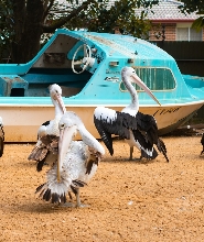 悉尼藍山與野生動物全日遊