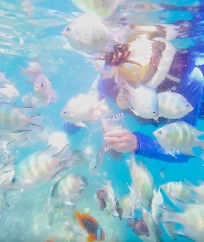 納帕林沙丁魚風暴、Hinagdanan 洞穴及帕米拉坎島之旅