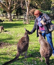 阿德萊德山高級之旅 - 漢多夫和克萊蘭德野生動物園