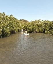 努沙立式單槳衝浪和紅樹林隧道之旅 - 自助