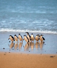 菲利普島企鵝野生動物探險之旅