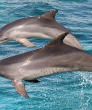 阿德萊德袋鼠島海洋野生動物園 & 浮潛體驗