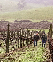 阿得雷德 Amadio 酒莊半日品酒之旅