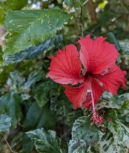 熱帶花園一日遊：享用內陸美食及觀光