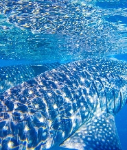 在奧斯洛布與鯨鯊一同水肺潛水