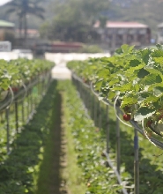 碧瑤草莓採摘之旅
