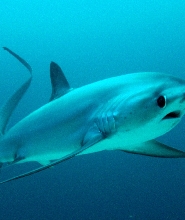 馬拉帕斯卡島PADI高級開放水域潛水體驗（PADI五星級潛水中心）