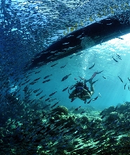 在莫阿爾博阿爾參加PADI水肺潛水體驗（初學者）