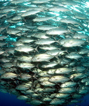 莫阿爾博阿爾5次深潛方案 （PADI五星級潛水中心）