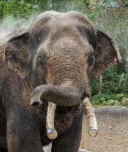 埃門WILDLANDS 野生動物園門票