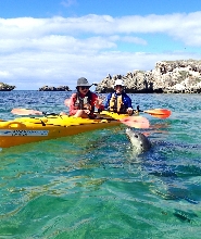 伯斯出發| 企鵝島＆海豹島海上獨木舟之旅