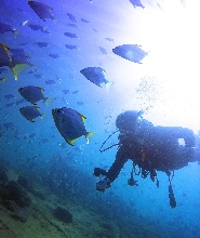 黃金海岸體驗潛水