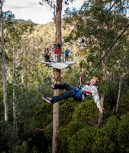 朗塞斯頓霍利班克荒野滑索、賽格威和樹頂繩索