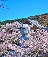 日本櫻花大佛 & 吉野山之旅（含草莓採摘）