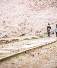 日本京都賞櫻一日徒步導覽