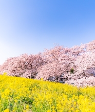 日本伊豆櫻花 + 三島天空步道 + 東京草莓採摘一日遊