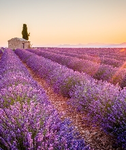 薰衣草田 & 凡爾登峽谷 (Verdon Gorge) 私人觀光之旅