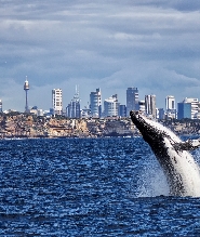 悉尼賞鯨遊船之旅（包早餐或午餐）