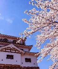 仙臺櫻花季限定-私人包車一日遊