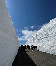 藏王雪牆＆櫻花一日遊巴士之旅