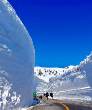 【仙臺出發】藏王雪牆＆賞櫻一日遊
