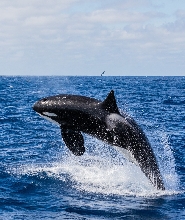 布雷默峽谷賞鯨之旅