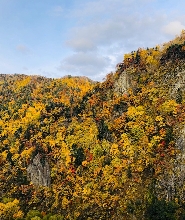 北海道秋櫻波波草＆八劍山BBQ＆定山溪/豐平峽紅葉一日遊