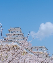 【大阪出發】姬路城賞櫻＆草莓採摘之旅