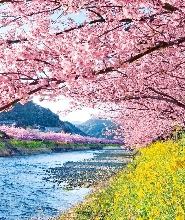 【東京出發】伊豆河津櫻＆伊豆全景公園＆草莓吃到飽一日遊