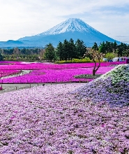 【新宿出發】富士山芝櫻與採草莓之旅