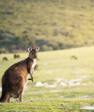 3天2夜 袋鼠島探險之旅
