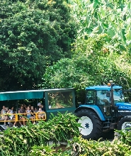 黃金海岸熱帶水果世界與拜倫灣一日遊