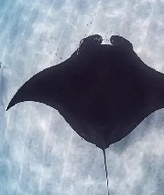 寧格魯礁潛水體驗（遇見蝠鱝）