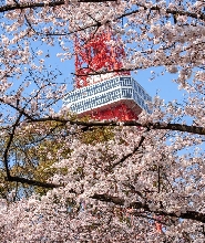 【東京賞櫻】飛鳥山公園&六義園&增上寺芝公園一日遊
