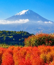 【東京出發】新倉山淺間公園+富士山五合目+本棲湖芝櫻+大石公園+山中湖遊船 /溫泉任選一日遊
