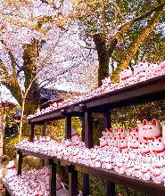 櫻花 + 豪德寺貓咪神社 + 新宿貓咪咖啡館 + 3D貓咪之旅