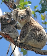 希爾斯維爾野生動物保護區 & 菲利普島野生動物園導覽一日遊