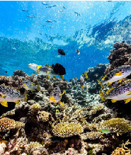 凱恩斯夢幻時光號浮潛一日遊