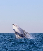 紐卡索賞鯨巡遊