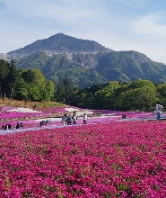 秩父芝櫻祭＆長瀞櫻花祭一日遊